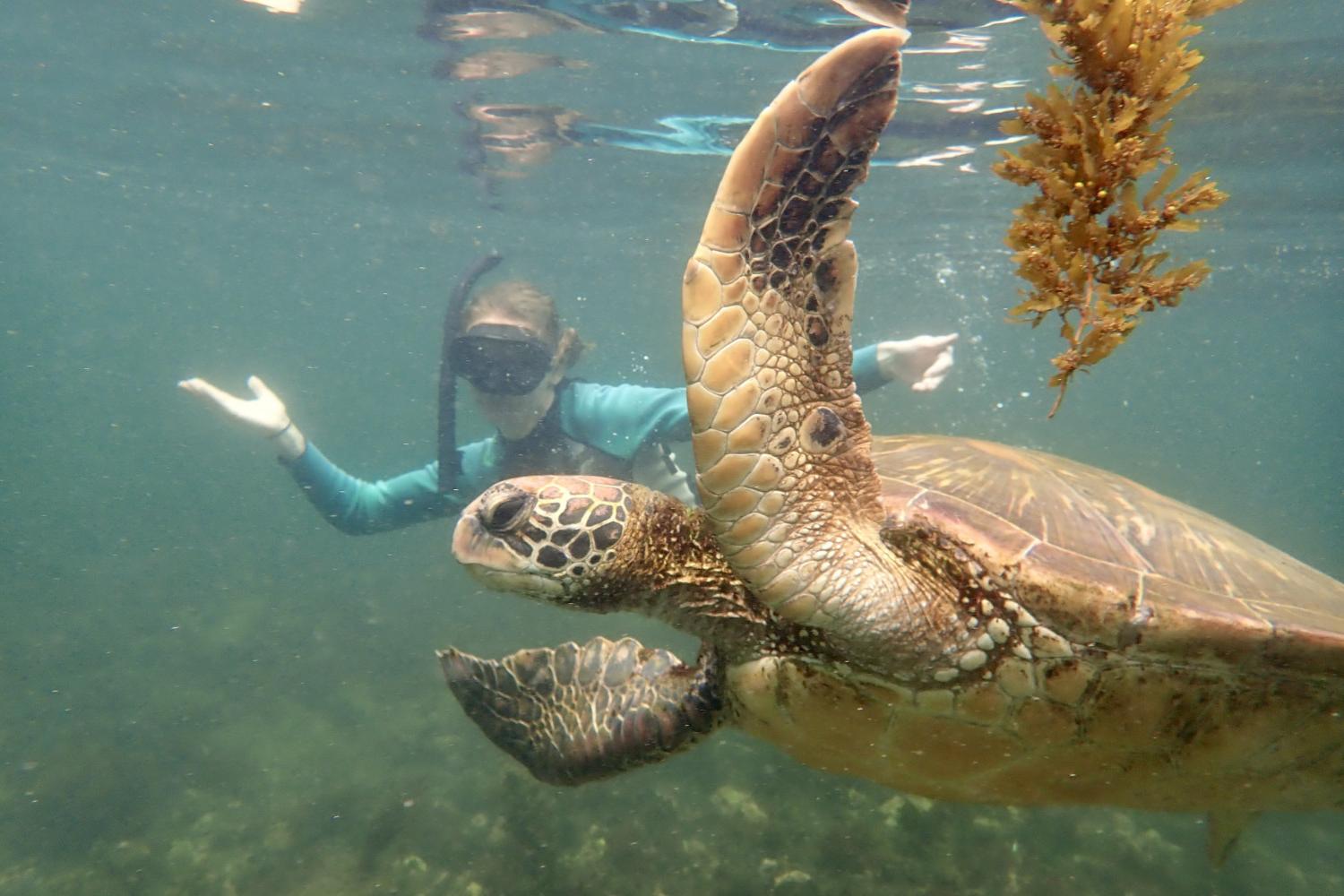 一名<a href='http://j6gv.ngskmc-eis.net'>bv伟德ios下载</a>学生在Galápagos群岛游学途中与一只巨龟游泳.
